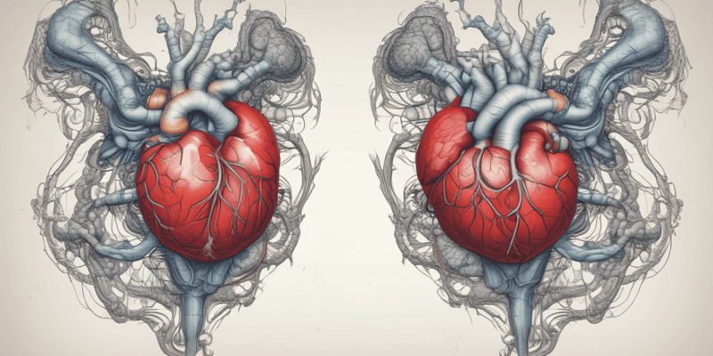 Heart Development and Septum Formation