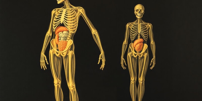 Human Body Organ Systems Overview