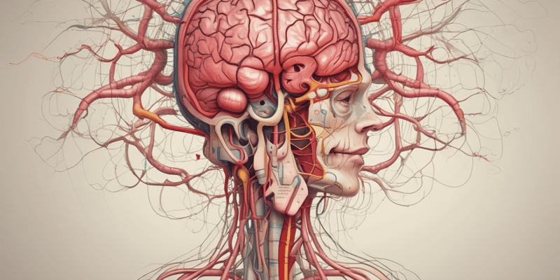 Cerebrovascular System and Metabolic Activity