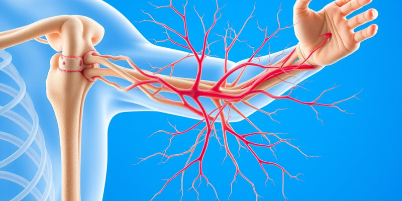 OT 505 Peripheral Nervous System Review