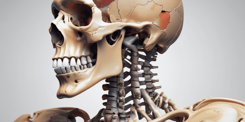 Human Skeletal System Overview