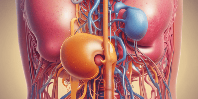 Urinary System Functions and Disorders Quiz
