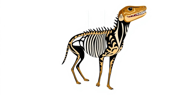 Overview of Phylum Chordata