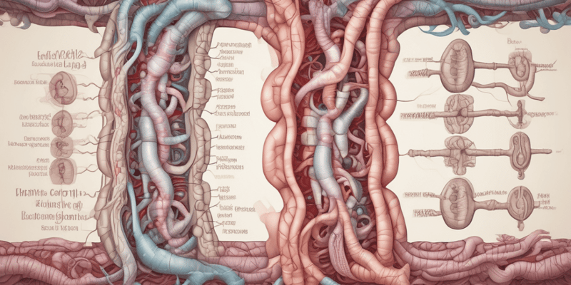 Gastrointestinal Tract Functions Quiz