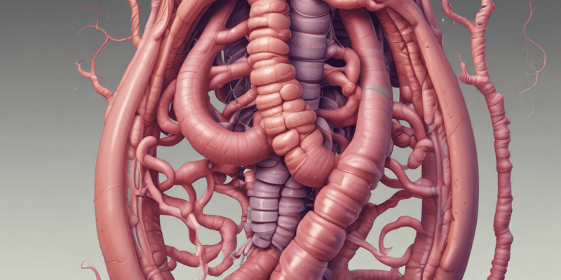 Anatomía del Intestino Delgado