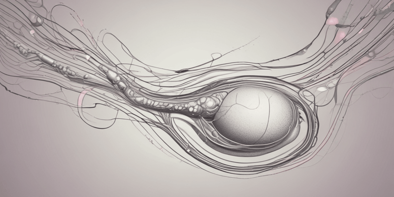 Male Reproductive System: Testes Functions