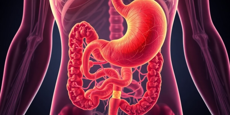 Gastrointestinal System Overview