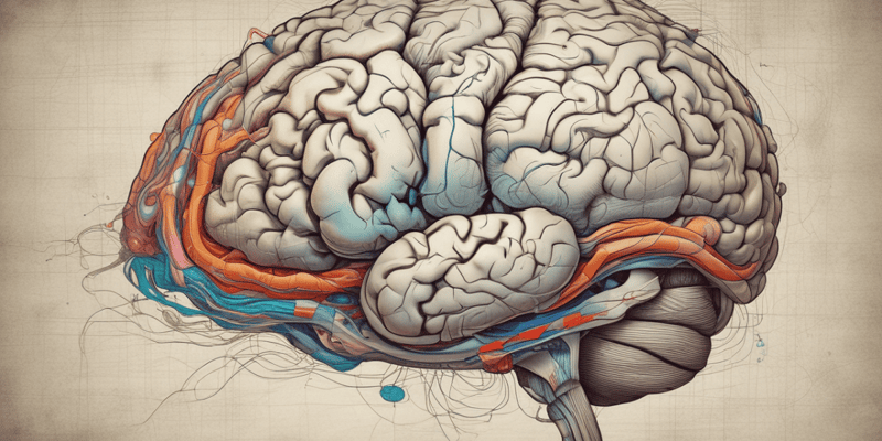 Prefrontal Cortex and Motor Pathways Anatomy