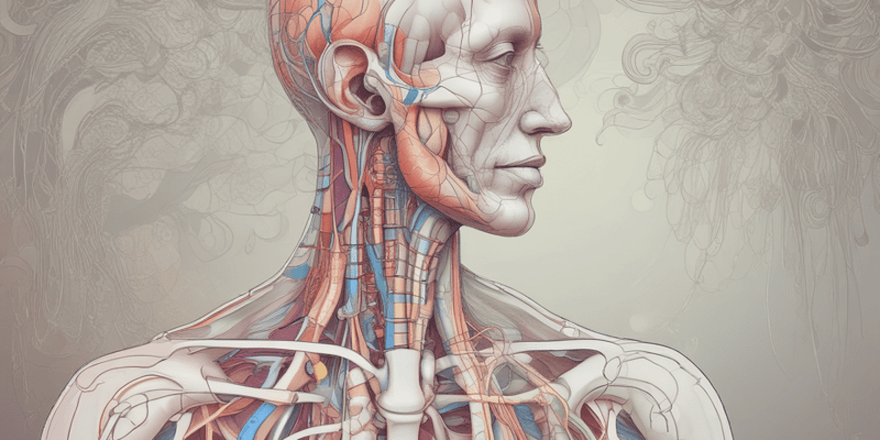 Human Respiratory System Overview