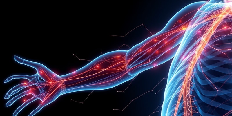 Skeletal Muscle Reflexes and Arc Components