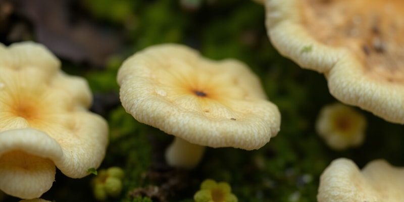 Overview of Fungi