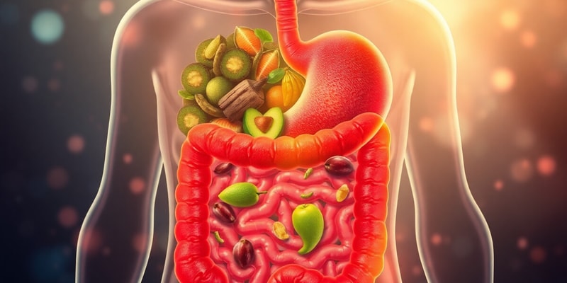 Digestive System Overview