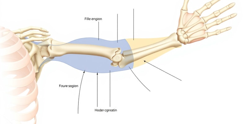 Anatomical Terminology Quiz: Upper Extremity