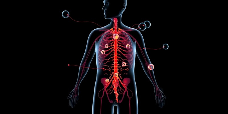 Endocrine System Overview