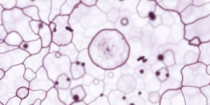 Biología: Estructura del Organismo