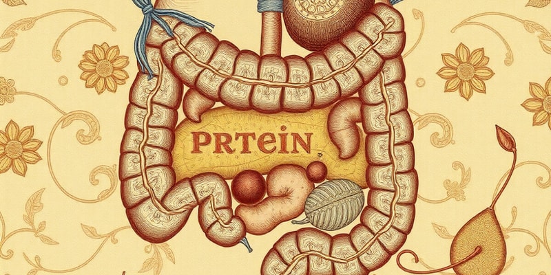 Digestione e Assorbimento Intestinale