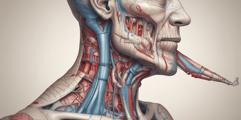 Anatomi: Faringeal Poş