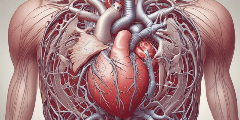 Anatomy of the Heart: Pericardium