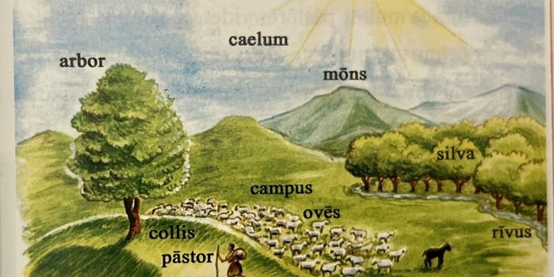 Latin Reading Comprehension: Shepherd and Sheep