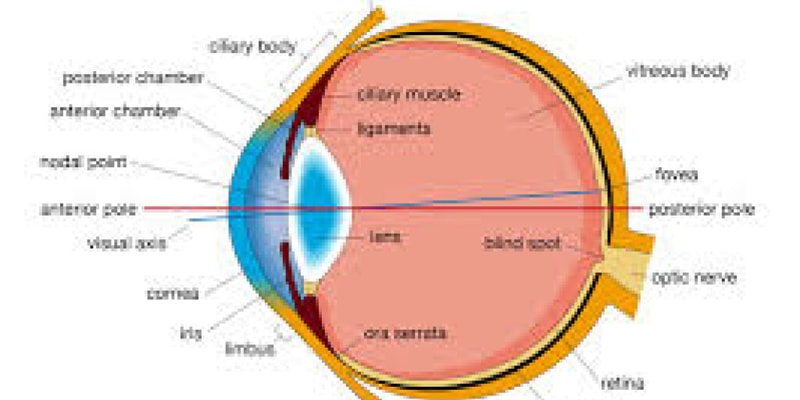 lab 3 - the eye