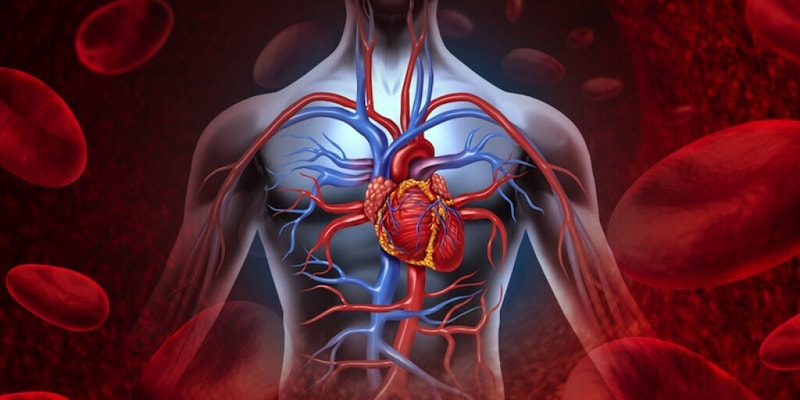 lab 4 - circulatory system