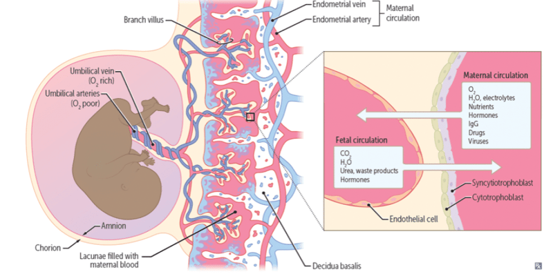 Placentation and lactation