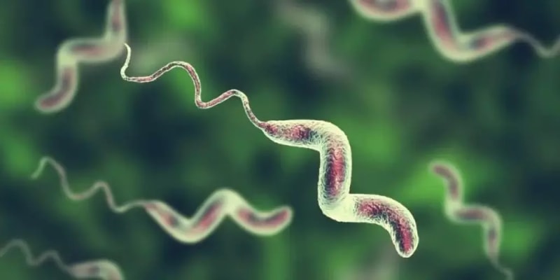 Campylobacter Bacteria and Gastroenteritis Quiz