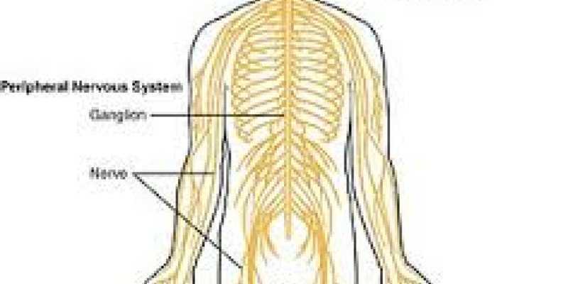 The Nervous System