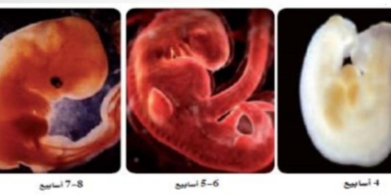 عملية الاخصاب ونمو الجنين
