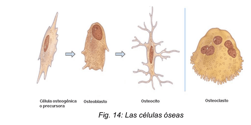 50. Sustancia fundamental tejido conjuntivo a células de sostén sistema nervioso 113 a 129