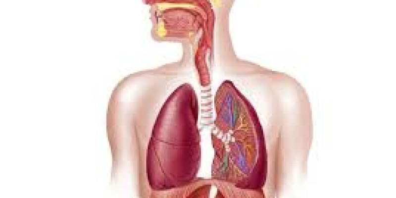 lab 7 - respiratory system