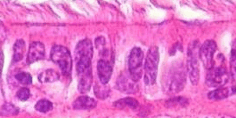 Identificación de tejidos a través de microscopía