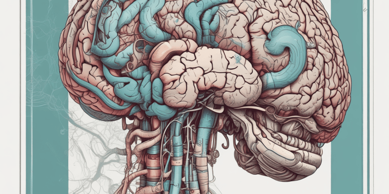 Brain Anatomy: Cerebrum, Brainstem, Cerebellum