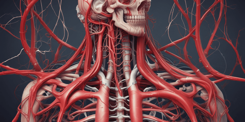 Thoracic Arteries Anatomy and Functions Quiz