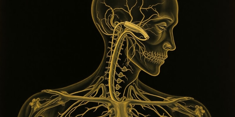 Autonomic Nervous System and Oculomotor Nerve