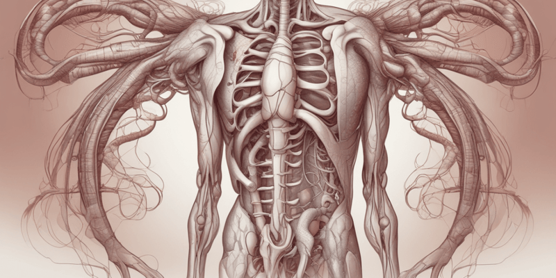 Ninja Nerd - Circulatory System | Arteries of the Thorax & Abdomen | Flow Chart