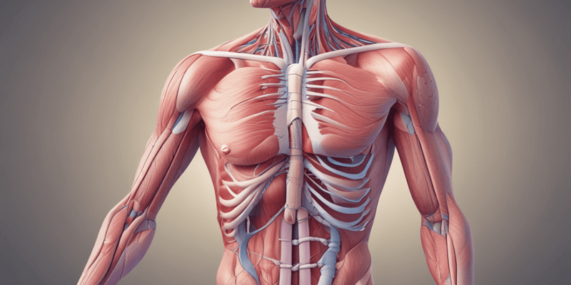 Physiology & Anatomy of Smooth Muscle