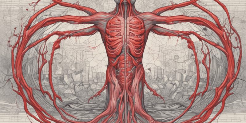 Blood Supply to the Head: Arteries and Veins