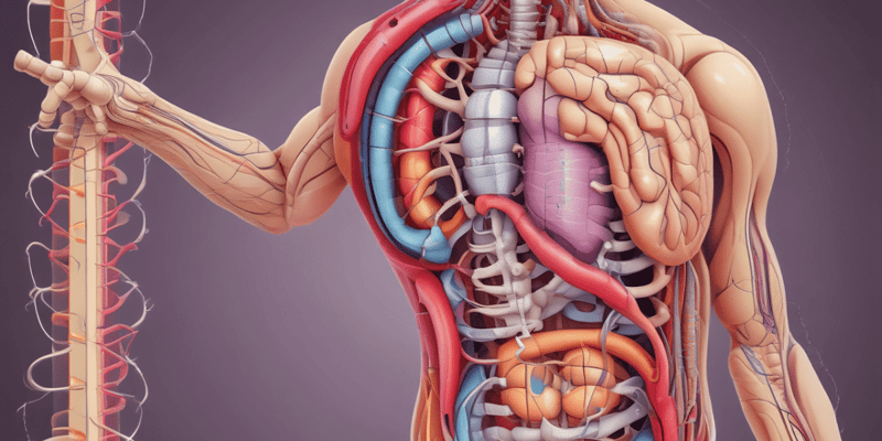 Anatomia del Tratto Gastrointestinale