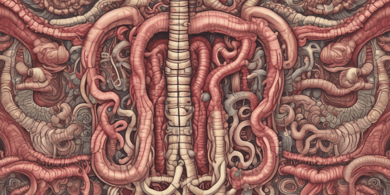 Small Intestine and Digestion