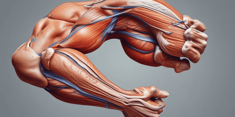 Superficial Anatomy of the Upper Limb