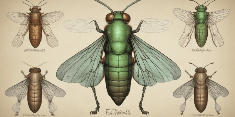 Cicada Life Cycle: Understanding the 2024 Brood