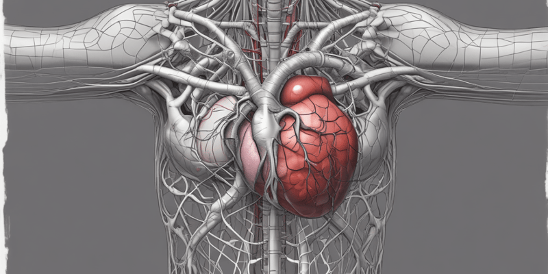 Heart Structure and Function