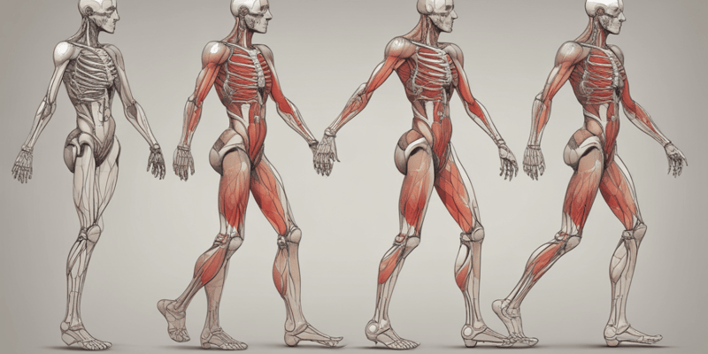 Gait Cycle and Lower Limb Muscles