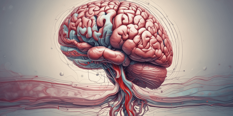 Brain Anatomy: Blood Brain Barrier and Imaging