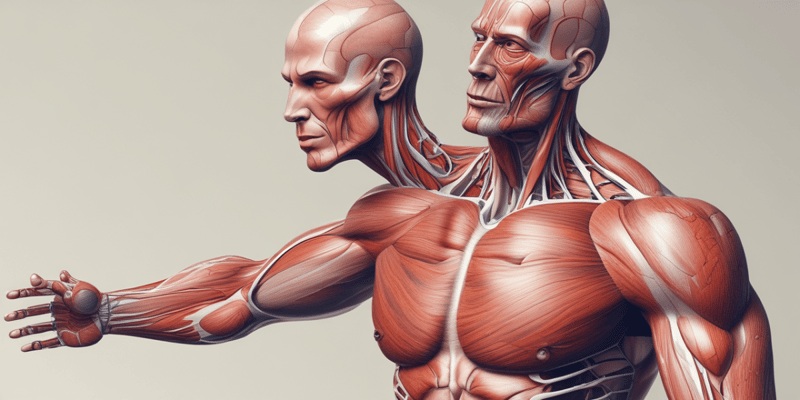 Muscular System Functions and Types
