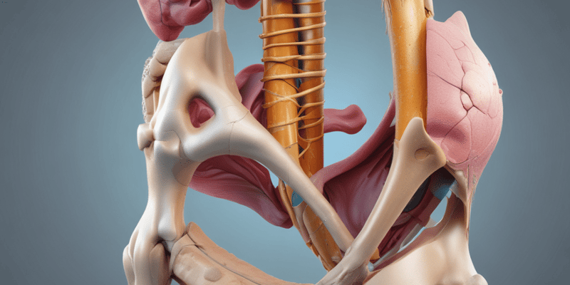 Hip Joint Anatomy and Synovial Membrane Quiz
