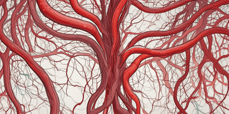 Blood Vessels: Arteries and Veins