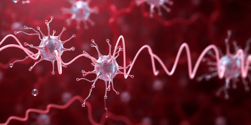 Cardiac Muscle Cells and Action Potential