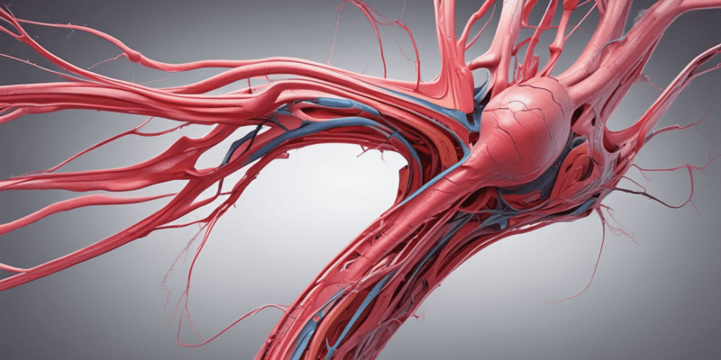Anatomy of Arterial Wall Layers